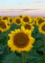 Sunflower field during a morning sunrise Royalty Free Stock Photo