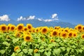 Sunflower field and mountain Royalty Free Stock Photo