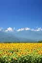 Sunflower field and mountain Royalty Free Stock Photo