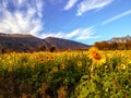 Sunflower field on a mountain background Royalty Free Stock Photo