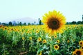 Sunflower field with mountain background Royalty Free Stock Photo