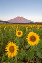 Sunflower Field and Mountain Fuji Royalty Free Stock Photo