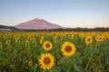 Sunflower Field and Mountain Fuji Royalty Free Stock Photo