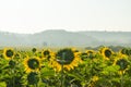 Sunflower field and mountain Royalty Free Stock Photo