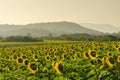 Sunflower field and mountain in morning Royalty Free Stock Photo