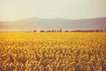 Sunflower field and mountain in morning Royalty Free Stock Photo