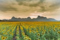 Sunflower field with mountain and rainy sky background Royalty Free Stock Photo