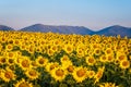 Sunflower field with mountain Royalty Free Stock Photo