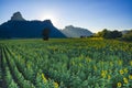 sunflower field and mountain valley in lopburi central of thailand Royalty Free Stock Photo