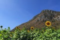 Roadside Sunflower field and mountain view