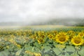 Sunflower field beside the mountain in white fog Royalty Free Stock Photo