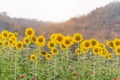 Sunflower field,Sunflower natural background. Sunflower blooming. Close-up of sunflower