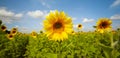 Sunflower field. Nature horizontal long background