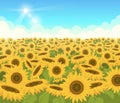 Sunflower field. Nature light outdoor background with beautiful yellow flowers exact vector cartoon illustration