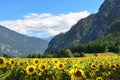 Sunflower field near mountains under blue sky with clouds Royalty Free Stock Photo