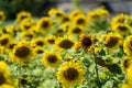 Sunflower field, with only one flower in focus, concept for standing out in a crowd, orginiality, self-confidence Royalty Free Stock Photo