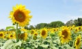 Sunflower field