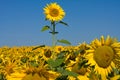 Sunflower field over blue sky Royalty Free Stock Photo