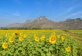 Sunflower field over blue sky Royalty Free Stock Photo