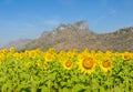 Sunflower field over blue sky Royalty Free Stock Photo