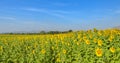 Sunflower field over blue sky Royalty Free Stock Photo