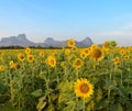 Sunflower field over blue sky Royalty Free Stock Photo