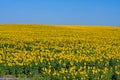 Sunflower field over blue sky Royalty Free Stock Photo