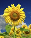 Sunflower field over cloudy blue sky. Royalty Free Stock Photo