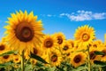 sunflower field over cloudy blue sky background, beauty photo digital picture, Field of blooming sunflowers against a blue sky, AI Royalty Free Stock Photo