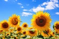 Sunflower field over cloudy blue sky background, Helianthus annuus, Field of blooming sunflowers against a blue sky, AI Generated Royalty Free Stock Photo