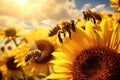 Sunflower field over cloudy blue sky background, Helianthus annuus, Busy bees collecting pollen from a field of sunflowers, AI Royalty Free Stock Photo