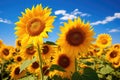 Sunflower field over cloudy blue sky background. Landscape with sunflowers, Field of blooming sunflowers against a blue sky, AI Royalty Free Stock Photo