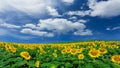 Sunflower field over cloudy blue sky background, natural landscape background. Royalty Free Stock Photo