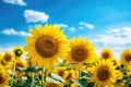 Sunflower field over cloudy blue sky background. Sunflower blooming, Field of blooming sunflowers on a background blue sky, AI Royalty Free Stock Photo