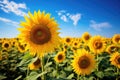 Sunflower field over cloudy blue sky background. Sunflower blooming in summer, Field of blooming sunflowers on a background blue Royalty Free Stock Photo