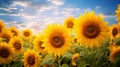 Sunflower field over cloudy blue sky. Beautiful nature background with sunflowers. Royalty Free Stock Photo