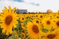 sunflower field over cloudy blue sky and bright sun lights Royalty Free Stock Photo