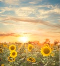 Sunflower field.