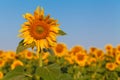 Sunflower field over cloudy blue sky and bright sun lights Royalty Free Stock Photo