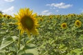 Sunflower field over cloudy blue sky and bright sun lights Royalty Free Stock Photo