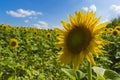 Sunflower field over cloudy blue sky and bright sun lights Royalty Free Stock Photo