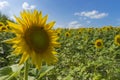 Sunflower field over cloudy blue sky and bright sun lights Royalty Free Stock Photo