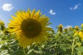 Sunflower field over cloudy blue sky and bright sun lights Royalty Free Stock Photo