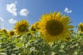 Sunflower field over cloudy blue sky and bright sun lights Royalty Free Stock Photo