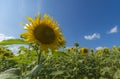 Sunflower field over cloudy blue sky and bright sun lights Royalty Free Stock Photo