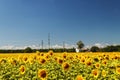 sunflower field over cloudy blue sky and bright sun lights. Summer landscape, house in a field of sunflowers Royalty Free Stock Photo