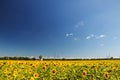 sunflower field over cloudy blue sky and bright sun lights. Summer landscape, house in a field of sunflowers Royalty Free Stock Photo