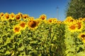 sunflower field over cloudy blue sky and bright sun lights. Summer landscape, road-path in the field. Royalty Free Stock Photo