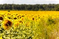 sunflower field over cloudy blue sky and bright sun lights. Summer landscape, road-path in the field. Royalty Free Stock Photo