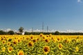 sunflower field over cloudy blue sky and bright sun lights. Summer landscape, house in a field of sunflowers Royalty Free Stock Photo